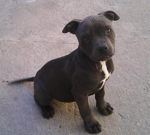 blue pit tenia 2 meses ahora ya tiene 7